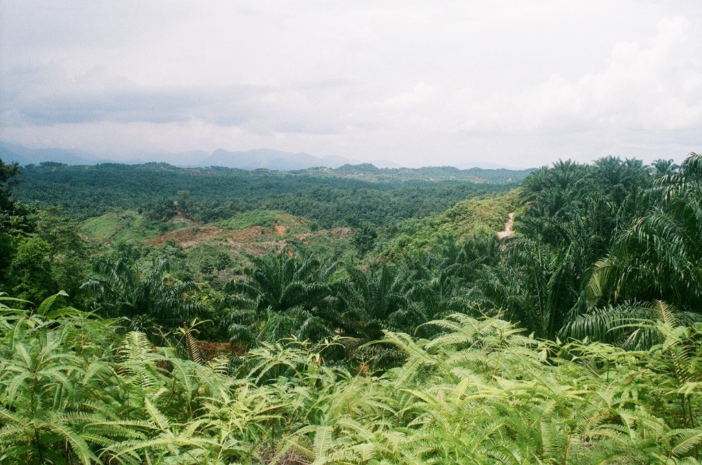 Most of the deforestation due to oil palm is caused by large plantations. SOURCE: Sharon Smith, UCS.