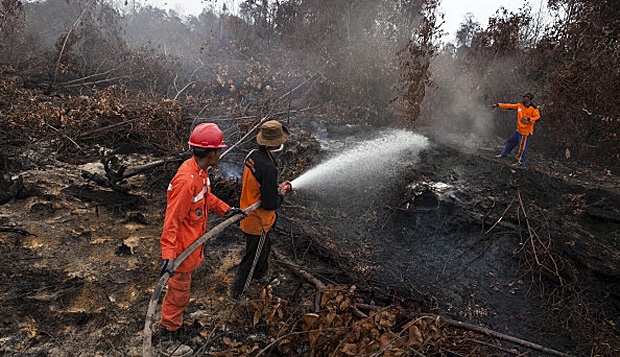 1 Million Hectares of Peatland in Sumatra Damaged By Fire