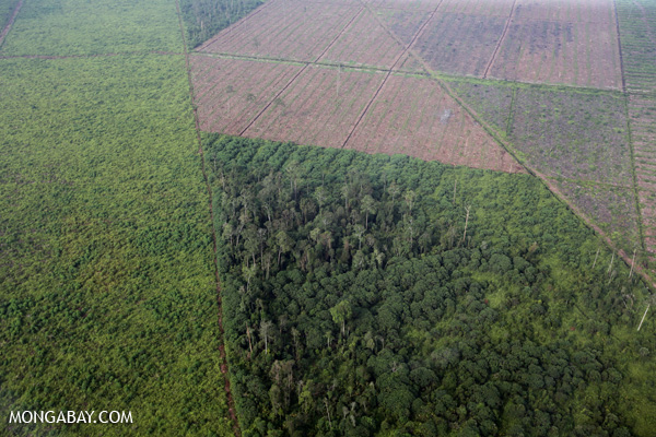 Hutan Indonesia harus tersu dijaga kelestariannya. Foto: Rhett Butler